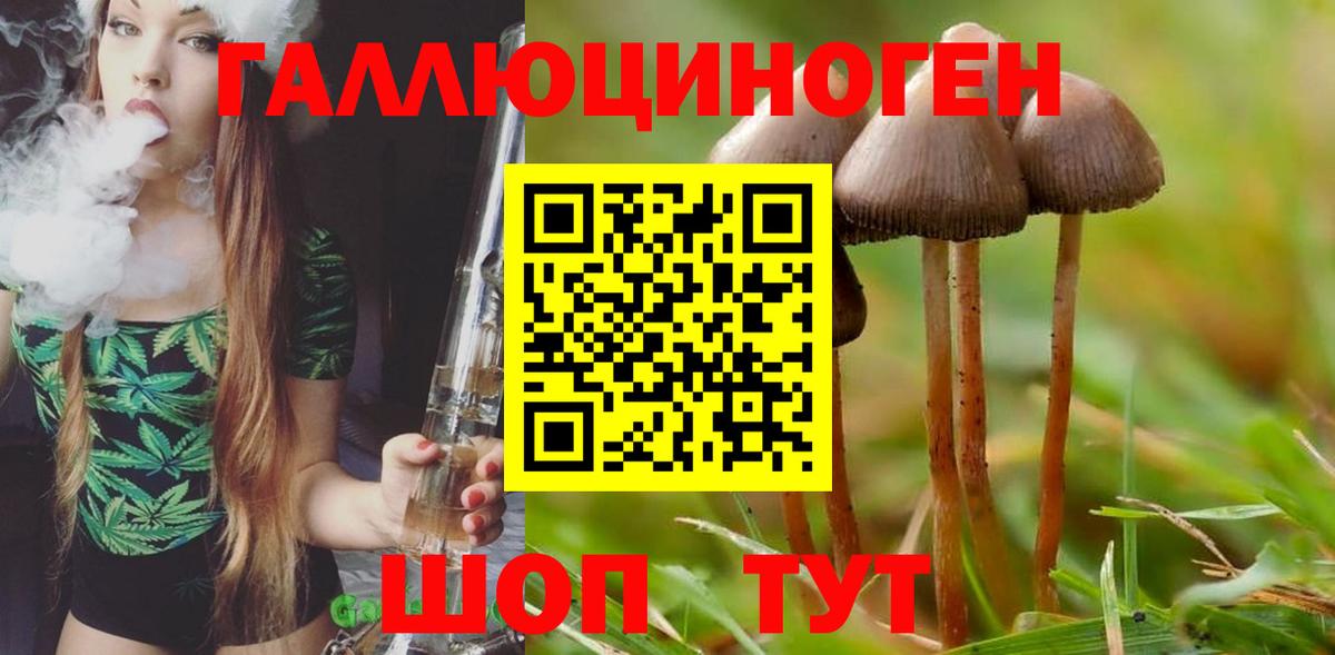 Будённовск  Галлюциногенные грибы прущие грибы  Вход с VPN 