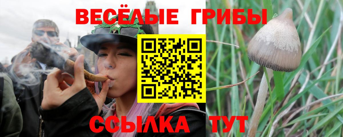 Псилоцибиновые грибы Magic Shrooms Будённовск